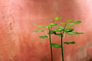 シングルファーザーの30代が婚活を成功させるためのポイントは？