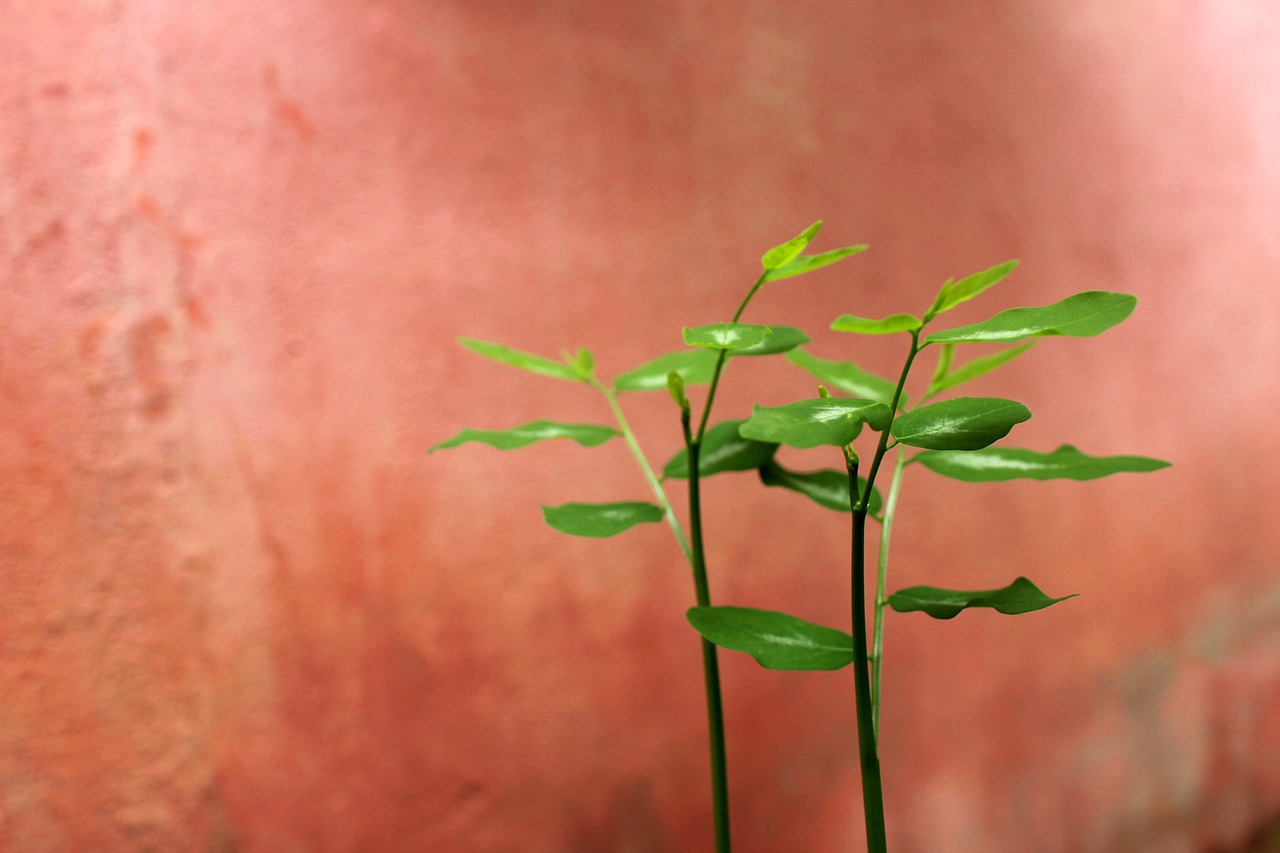 シングルファーザーの30代が婚活を成功させるためのポイントは？