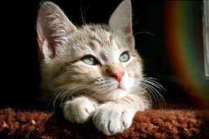 シングルマザーが勉強を見てあげられない時のサポート方法は？